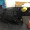 RARE ALPS Battery Powered Remote Control FIGHTING BULL w/ORIGINAL BOX Vintage